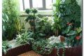 домашние-растения-domashnie-rastenija